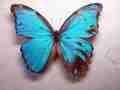 Morpho didius (mosaic gynandromorph 2) (Internet Image property of respective owner, non-commercial use only)